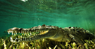 Illustration for article titled Sunday Crocodilian - Crocodylus rhombifer Edition